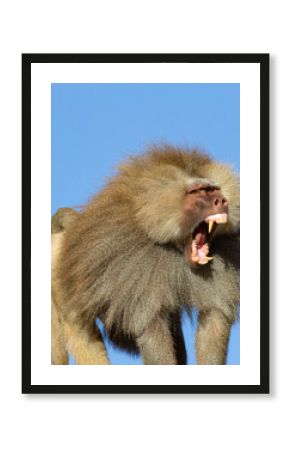 Royal baboon male showing sharp teeth demonstrating command power