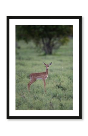 Impala lamb seen on a safari in South Africa