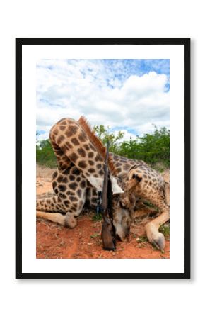 Traditional giraffe trophy with rifle after an official safari in Africa.