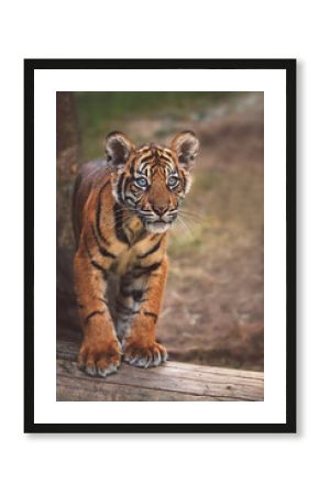 Sumatran tiger portrait
