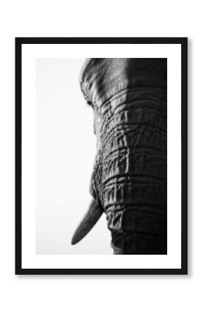 elephant tusk momochrome