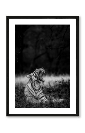 angry wild royal bengal female tiger fine art portrait in black and white bacground yawing with long canines during outdoor wildlife safari at forest of central india - panthera tigris tigris