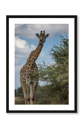Giraffe on safari wild drive. Kruger National Park, South Africa.