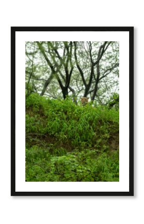 indian wild male leopard or panther camouflage face with eye contact in rainy monsoon season in natural green background during wildlife safari at forest of central india asia - panthera pardus fusca