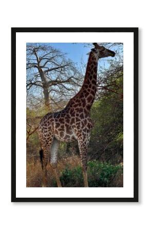 Giraffe in the trees at the zoo