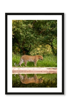 Indian wild male leopard or panther walking with reflection at waterhole during monsoon green season outdoor wildlife safari at jhalana leopard reserve jaipur rajasthan india - panthera pardus fusca
