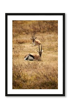 Vertical shot of Thomson's gazelles laying on a safari field