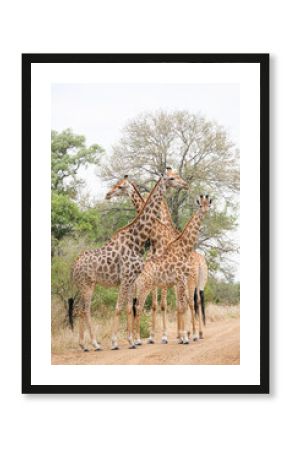Giraffe herd, family standing together on safari on a hot summers day