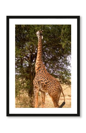 giraffe in the wild