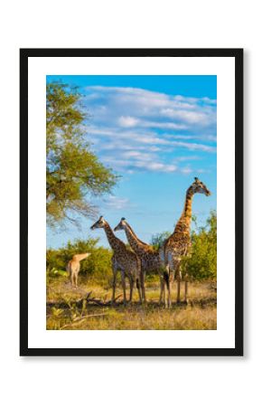 Giraffe in the bush of Kruger national park South Africa. Giraffe at dawn in Kruger park South Africa