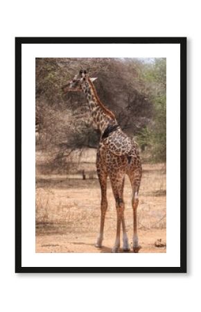 giraffe eating grass