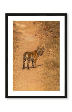 wild bengal tiger or panthera tigris cute little bold tiny cub face expression without mother eye contact on track or road forest safari at bandhavgarh national park tiger reserve madhya pradesh india