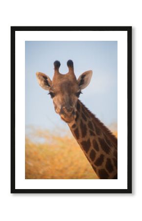 close up portrait of elegant giraffe in the wild on safari in Africa