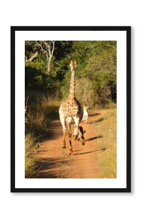 Lion chase - Giraffe running