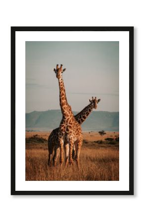 Two giraffes in the wild. Serengeti, Tanzania, Africa. 