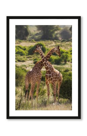 wild giraffe interaction in wild