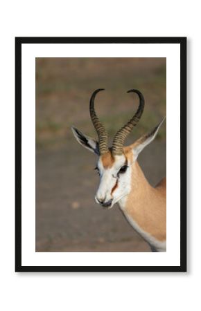 Springbock (Antidorcas marsupialis)