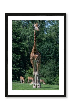Giraffe outdoors in safari enclosure.