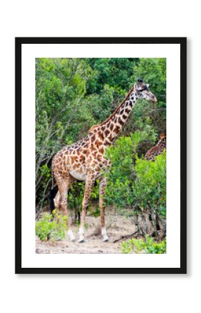 Male Maasai Giraffe (giraffa camelopardalis), Maasai Mara National Reserve, Kenya, Africa