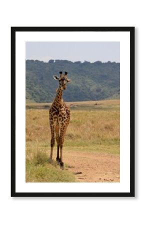 Giraffen im Masai Mara Nationalpark - Kenia 