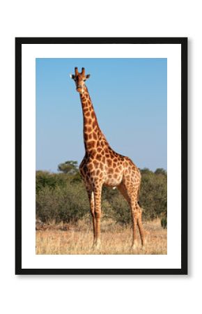 Giraffe bull