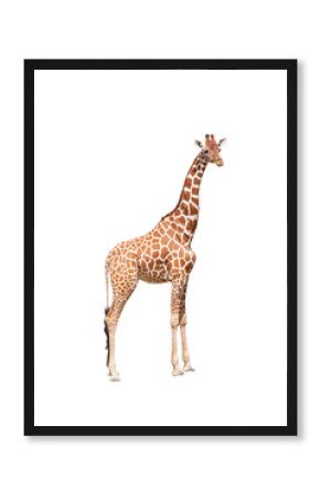 Giraffe to the utmost. It is isolated on the white