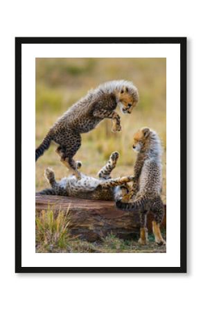 Cheetah cubs play with each other in the savannah. Kenya. Tanzania. Africa. National Park. Serengeti. Maasai Mara. An excellent illustration.