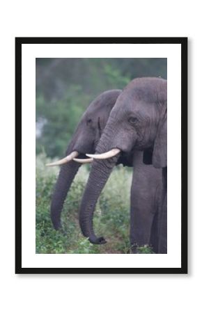Elephant profiles