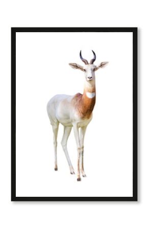 Addra Gazelle Facing Forward Extracted