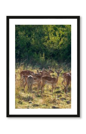 Impala under the sunlight