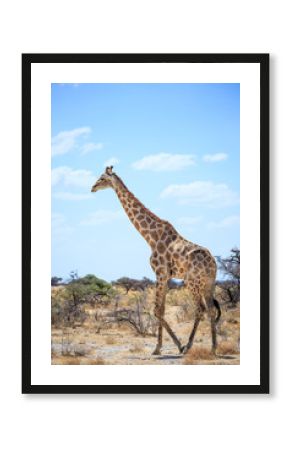 Girafe qui marche dans la nature Etosha safari national parc