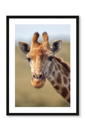 Portrait of a Giraffe (Giraffa camelopardalis) in the Amakhala Game Reserve, Eastern Cape, South Africa.