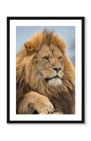 Lion West Midlands Safari Park, UK