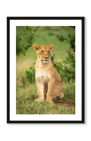 Lion cub sits by bush looking right
