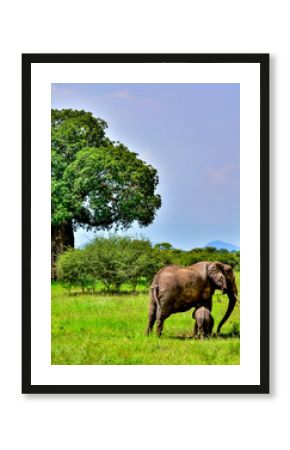 baby elephant and its mama