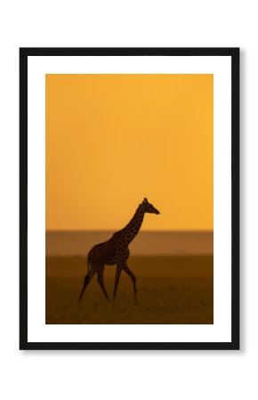 Giraffe silhoutte during Sunset at Masai Mara GAme Reserve,Africa