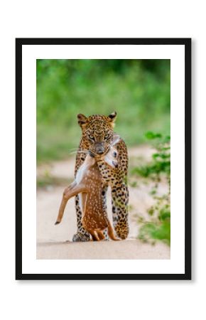 Leopard with prey is on the road. Very rare shot. Sri Lanka. Yala National Park