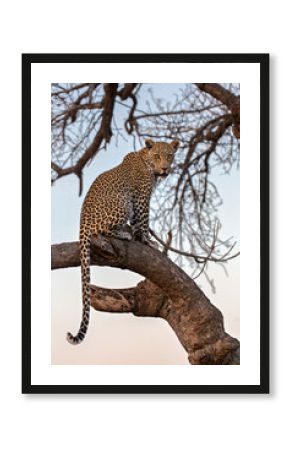 leopard in a tree