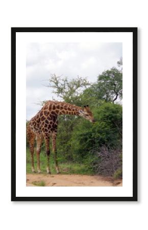 Giraffe in the bush