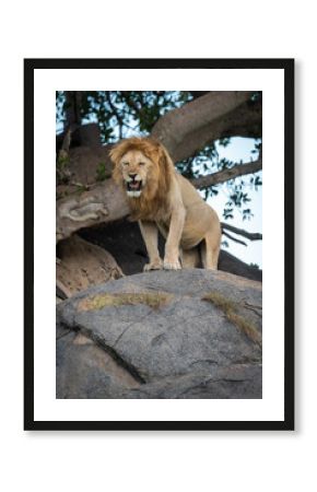 Male lion roars from top of rock