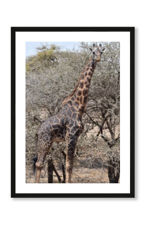 safari