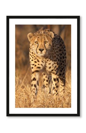 Male African Cheetah portrait South Africa