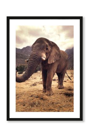 Big African elephant, hanging on the dry grass field, with big mountains and cloudy sky on the backround. African safari. Cape town 2018