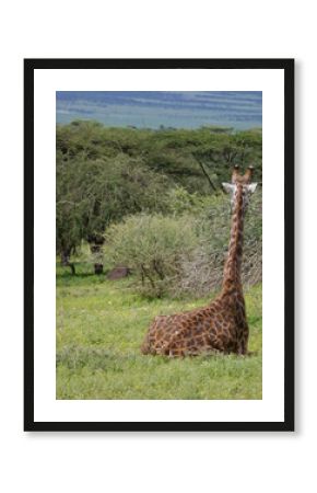 back view of a giraffe in the safari