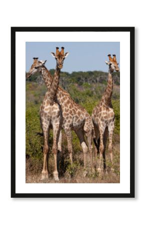 Three Giraffe (Giraffa camelopardalis) in Chobe National Park in northern Botswana, Africa.