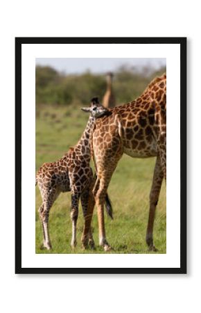 la girafe