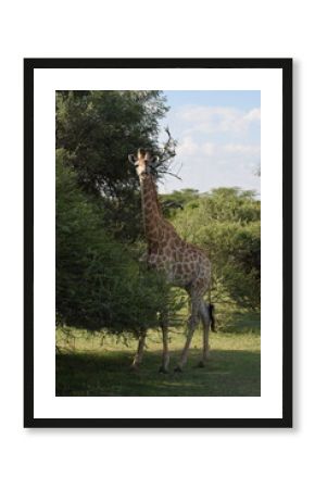 giraffe in the savannah
