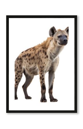 Hyena Standing Isolated on White background, clipping path