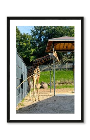 giraffe in the zoo