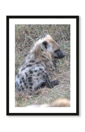 A hyena cub playing with its mother